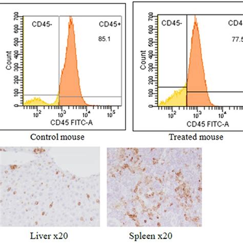 A Representative Flow Cytometric Analysis Of Bone Marrow Of A Mouse