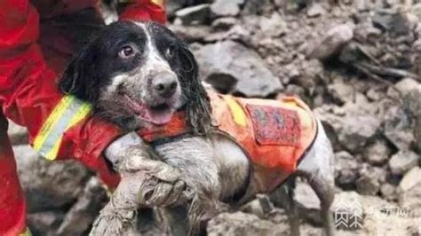 汶川地震救援最后一只搜救犬离世，训导员未能见最后一面留遗憾