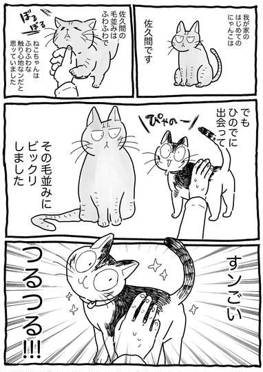 スーパー猫の日なので猫の漫画です〜 八丸真幸