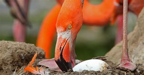 Flamingo egg yolks are not bright pink – Full Fact