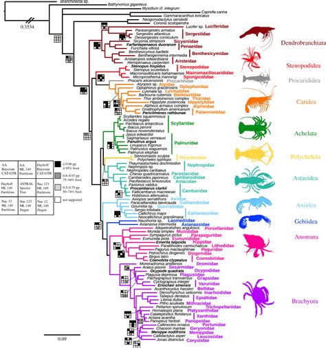 Malacostraca Phylogeny