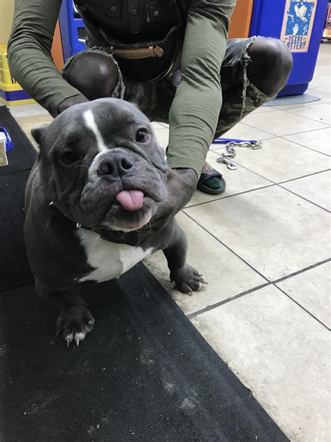 Why these bulldog and pitbull mix puppies are unique 10