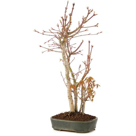 Acer palmatum, 37 cm, ± 5 years old - Bonsai Plaza