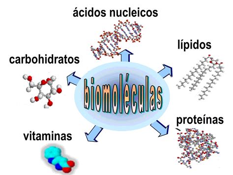 BiomolÉculas ¿qué Son Características Tipos Función Importancia