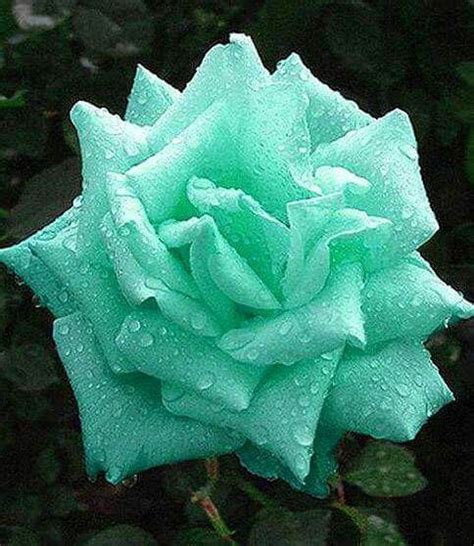 Tiffany Blue Rose Flowers And Plants Pinterest Blue Roses Tiffany