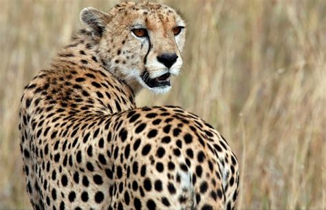 Endangered Saharan Cheetah Filmed In Algeria The Edition