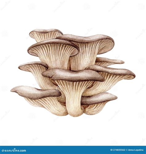 Oyster Mushroom Bunch Watercolor Illustration Hand Painted Pleurotus