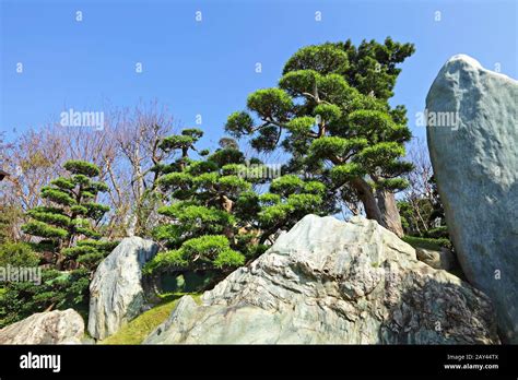 chinese garden plant Stock Photo - Alamy