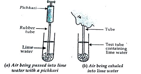 Draw A Labelled Diagram Of The Experimental Set Up For The Study Of