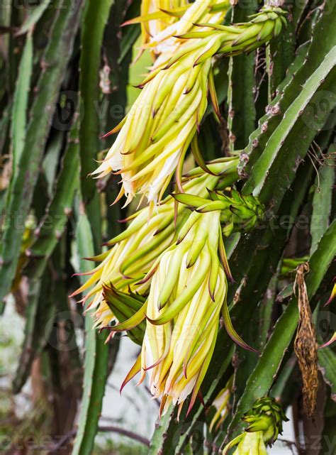 Dragon fruit flower 11820455 Stock Photo at Vecteezy