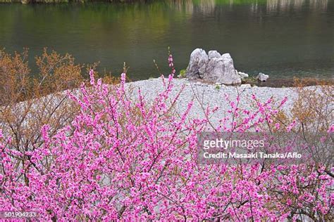 plum river stock  high res pictures  images getty images