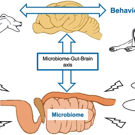 An Overview Of The Microbiome Gut Brain Axis And Its Correlation With