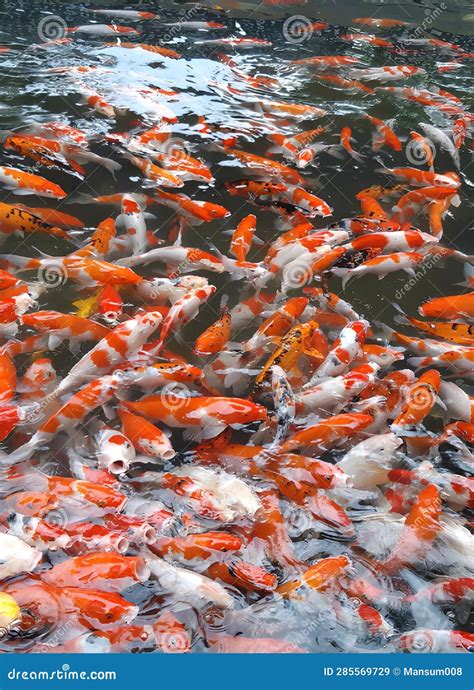 Koi Fish Swim In Pond Stock Image Image Of Carp Asian 285569729