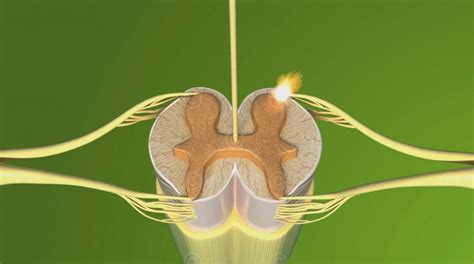 Illustrationen Anatomie Nerven Medicalgraphics