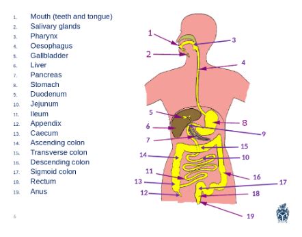 Digestive System Flashcards Quizlet