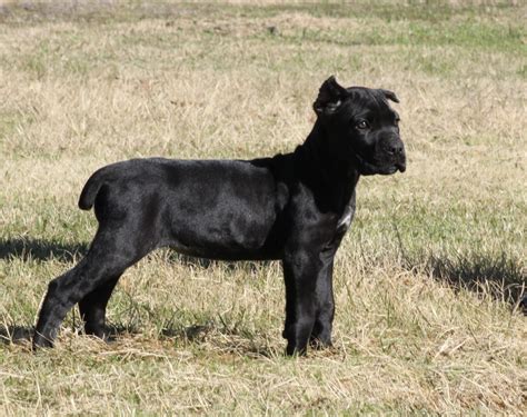 Available Litter Cane Corso Puppies Texas Phantom Corsos