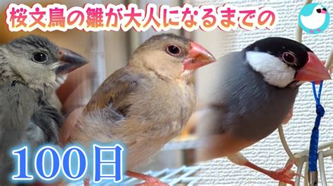 桜文鳥の雛が大人になるまでの100日～羽の色が変わっていく様子がわかるよ！ Youtube