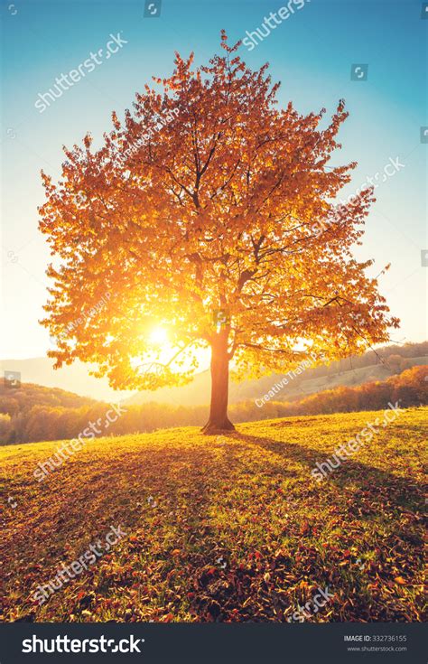 26,883 Birch Tree Sunrise Royalty-Free Images, Stock Photos & Pictures | Shutterstock