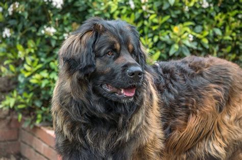 Leonberger Hund Charakter Ernährung Pflege