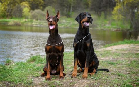 Are Dobermans Protective Breed Temperament And Instinct Facts Hepper