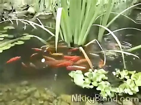 Sexy European Pornstar Nikky Blond Giving Oral Sex Hungarian Porn By FapHouse XHamster