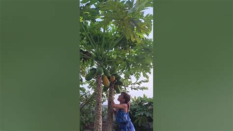 Picking A Perfect Papaya Ripe And Ready For Enjoyment 🌟🥭🌿 Youtube