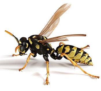 Paper Wasps - How To Kill and Get Rid of Paper Wasps