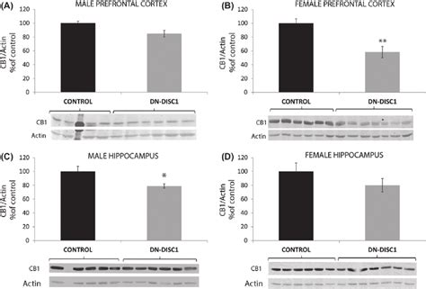 Cb1 Protein Levels In The Brains Of Male Dn Disc1 N ϭ 10 And Control