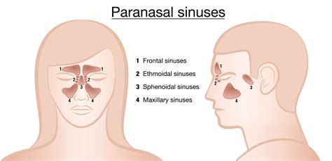 Nasal Polyps Surgery In India Indias Best Sinus Doctor