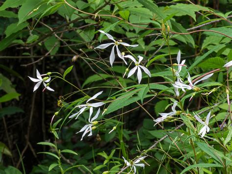 Gillenia Trifoliata Bowman S Root Or Indian Physic Flickr