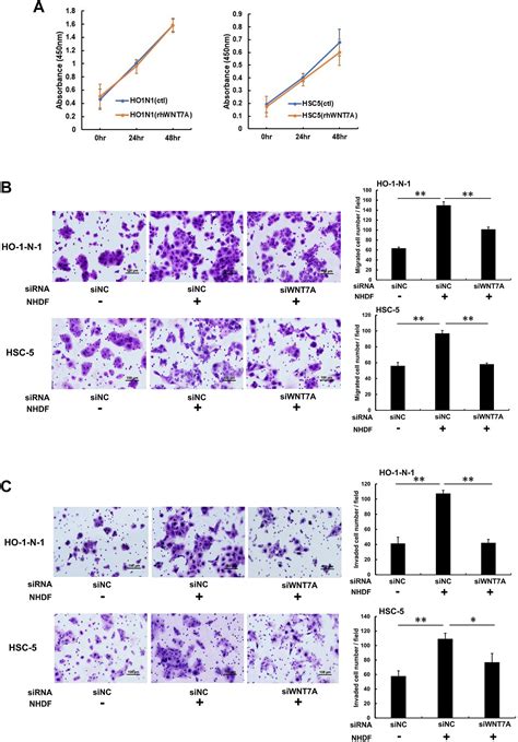 Role Of Stromal FibroblastInduced WNT7A Associated With Cancer Cell