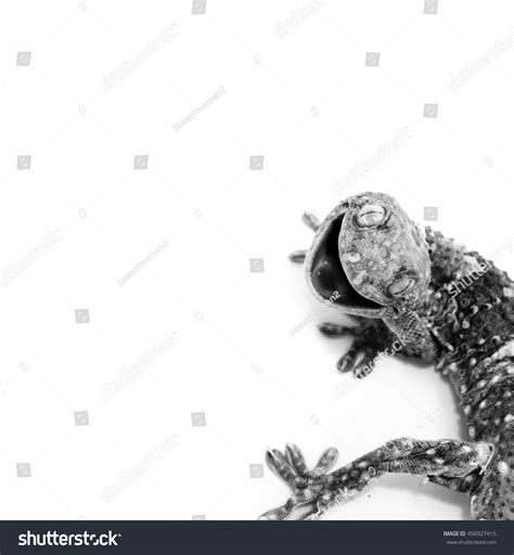 Gecko Calling Gecko Isolate Whitetokaygecko Tail Stock Photo 456927415