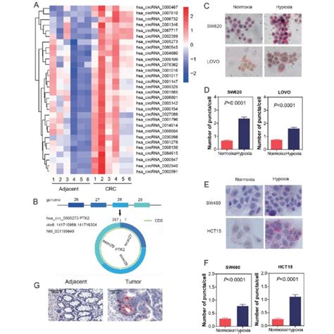 Expression Profiles Of Circrnas In Crc And Characterization Of