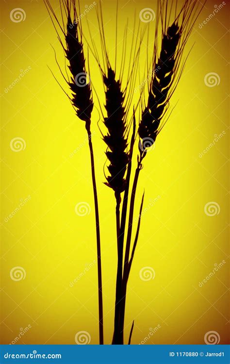 Grain silhouette stock photo. Image of country, wheat - 1170880