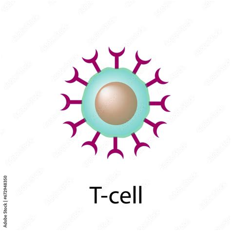 Vecteur Stock T Cell T Cell Icon Helper And Cytotoxic T Cell Cd