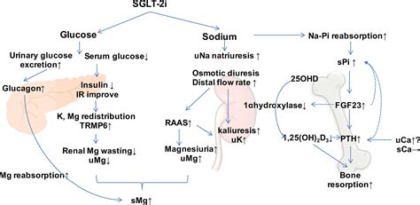 Frontiers The Extraglycemic Effect Of Sglt Is On Mineral And Bone