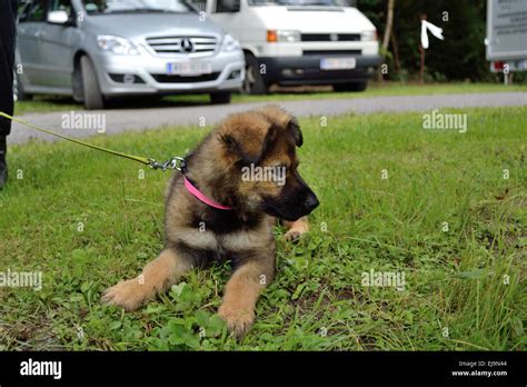 German Shepherd Dog Puppy Lying In Meadow Stock Photo Alamy