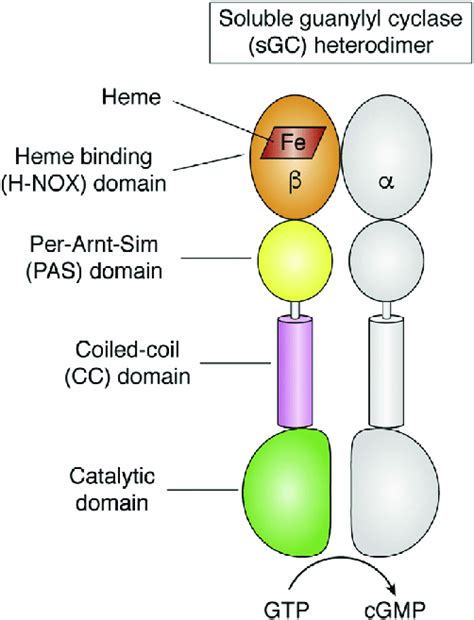 The sGC heterodimer. The protein domains are noted, and heme is shown ...