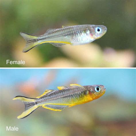 Forktail Rainbowfish Pseudomugil Furcatus