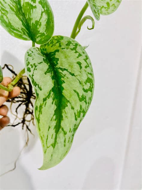 Scindapsus Silver Satin Pothos Low Light Houseplant Variegate Etsy