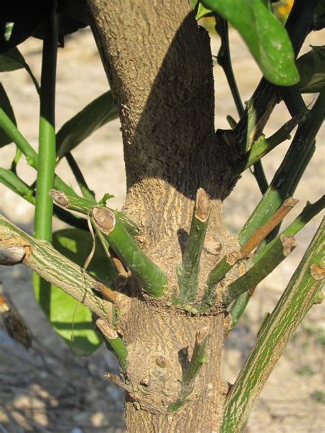 Cuidatree Protectores Para La Agricultura Ecológica Y Sostenible