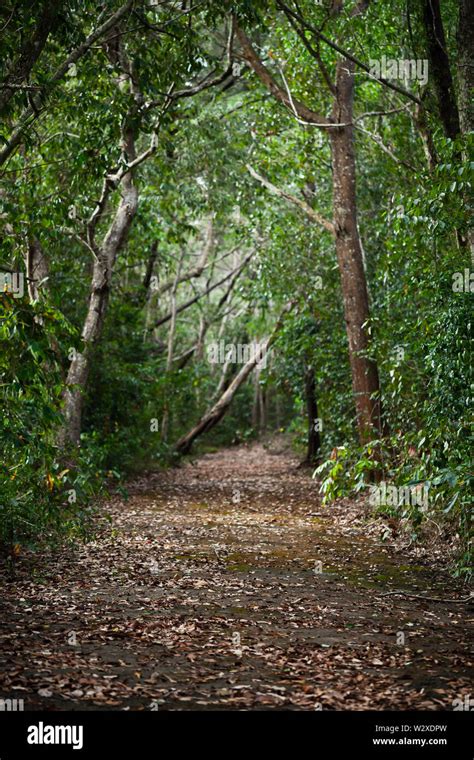 Empty abandoned rural road goes through dark forest, vertical ...