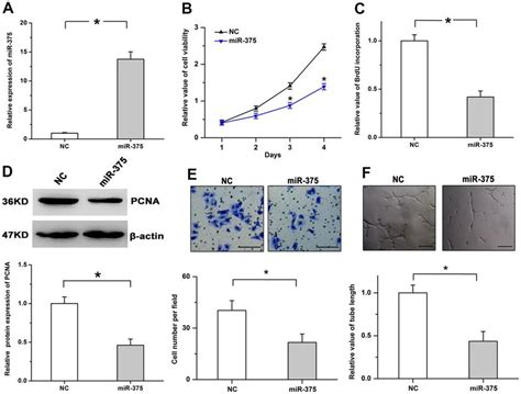 Mir Mitigates Cell Proliferation And Angiogenesis A Expression