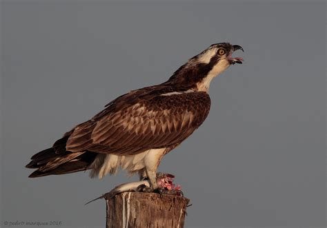 Guia Pesqueira Pandion Haliaetus Pedro Marques Flickr