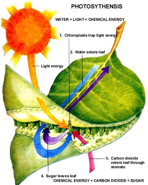 Lets Learn Photosynthesis Leaf Anatomy Photosynthesis Lessons