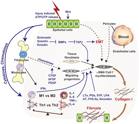 Frontiers Cellular And Molecular Mechanisms Of Chronic Inflammation