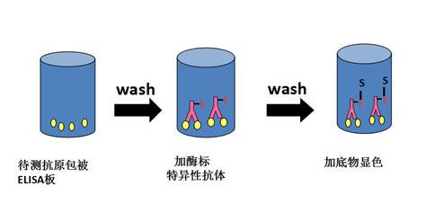 四张图轻松了解elise的四种类型 搜狐大视野 搜狐新闻