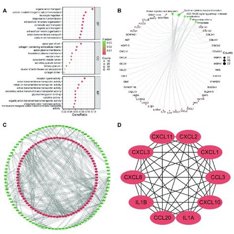 Functional Enrichment Analysis And Protein Protein Interaction PPI