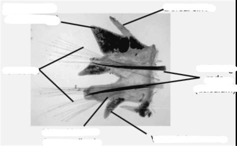 parapodia Diagram | Quizlet