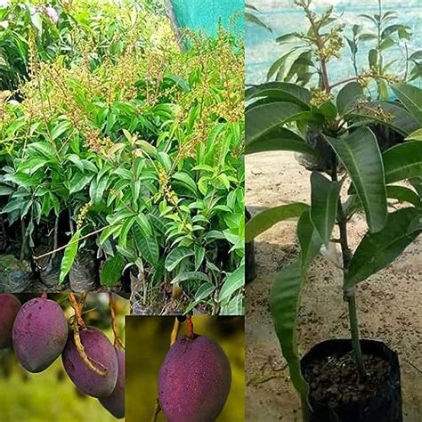 Pyanabi Tommy Atkins Mango Plant Grafted Height 2 3 Feet Hybrid 1